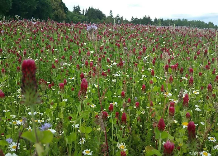 Im Erzgebirge Wandern, Fahrrad Fahren Oder Entspannen Апартаменты Ehrenfriedersdorf